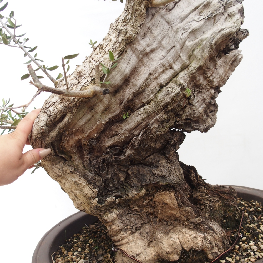 Izbová bonsai - Olea europaea sylvestris -Oliva evropská drobnolistá