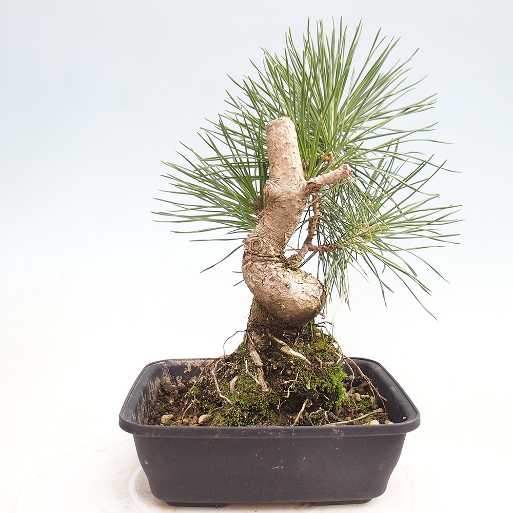 Vonkajšie bonsaje - Pinus thunbergii - borovica Thunbergova