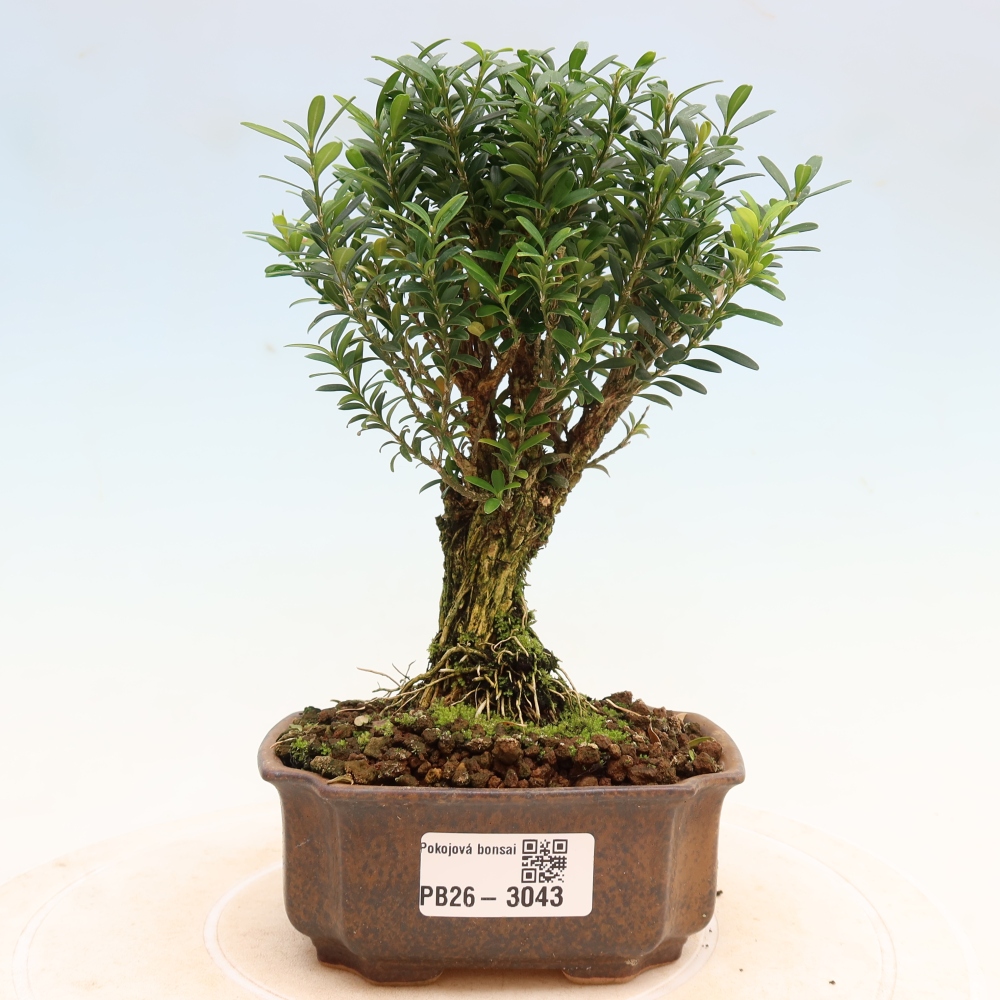 Izbové bonsaje - Buxus harlandii - korkový buxus