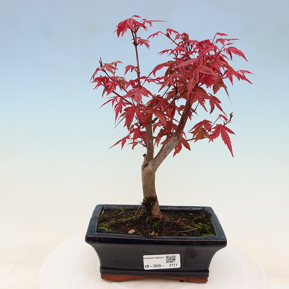 Vonkajší bonsaj - Acer palmatum DESHOJO