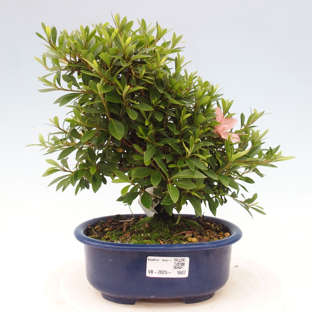 Vonkajší bonsai - Japonská azalka -  Azalea Nikko