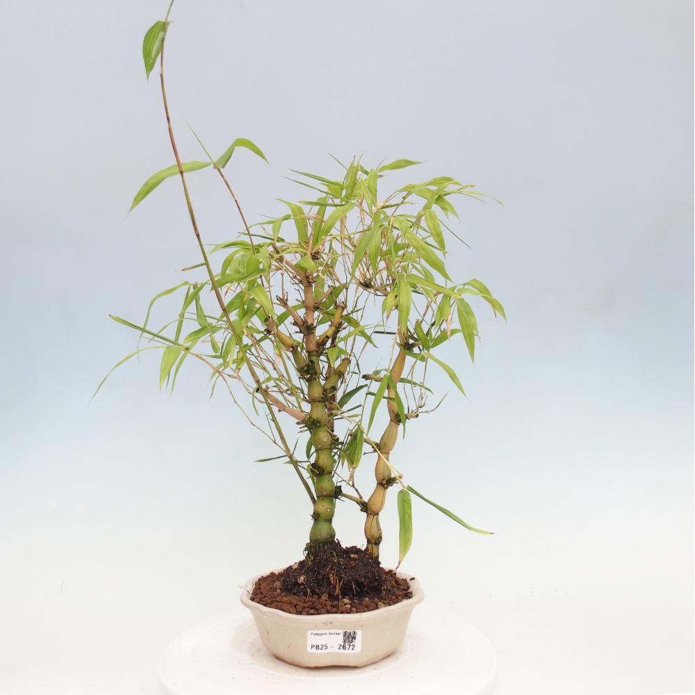 Izbová bonsai - Bambus budha-Bambus budhovo brucho