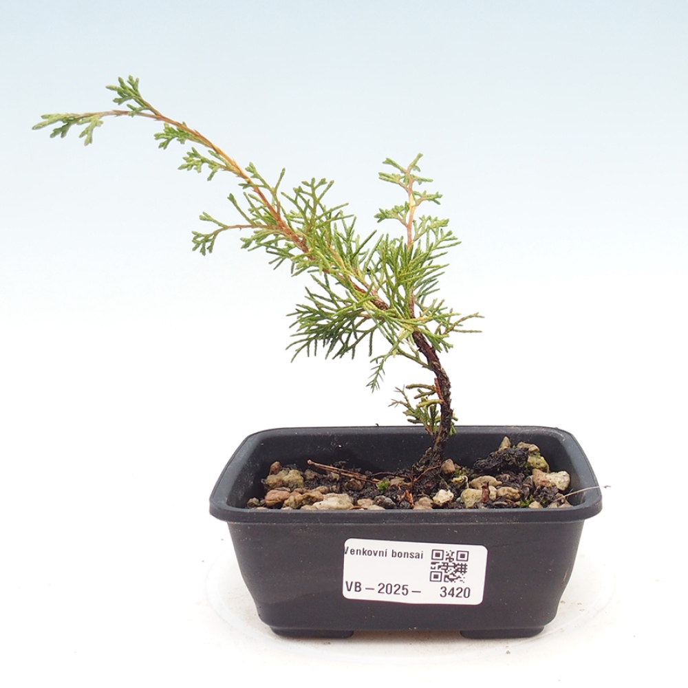 Vonkajší bonsaj - Juniperus chinensis Itoigawa