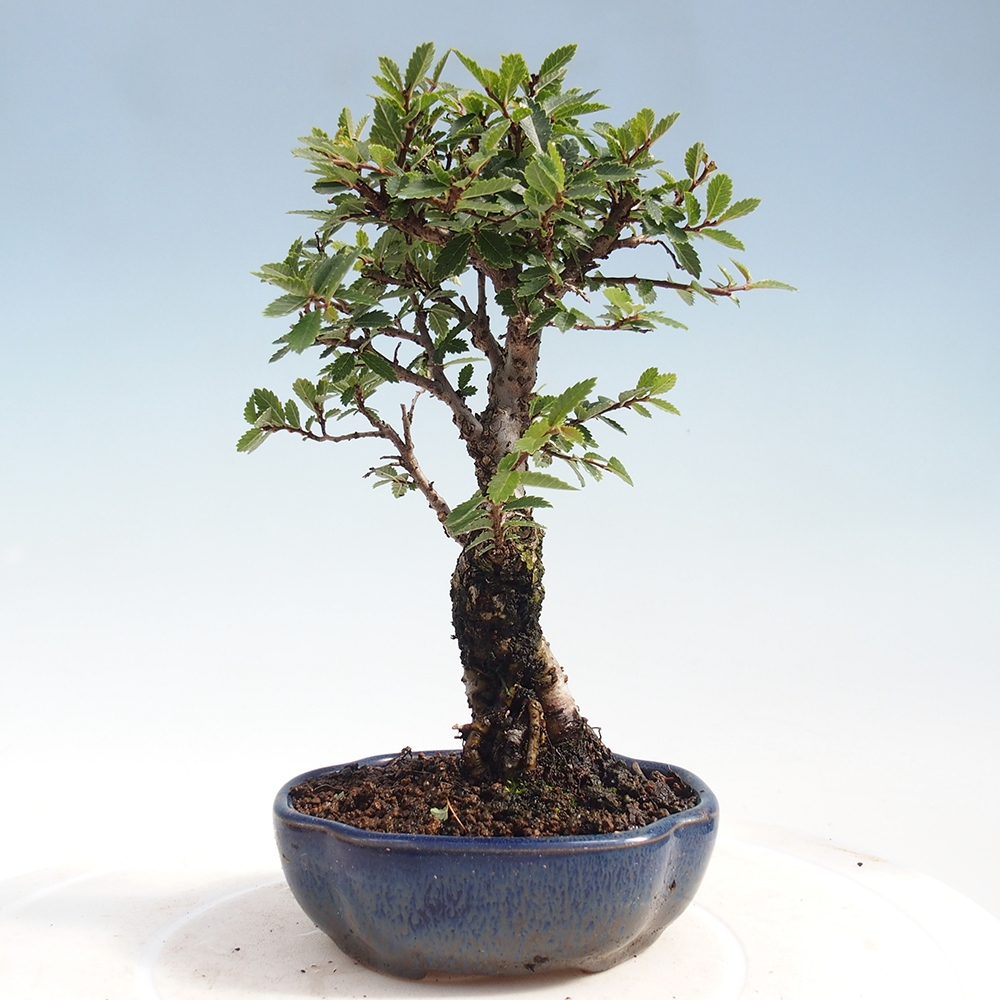 Vonkajšie bonsai - Zelkova - Zelkova Nirom