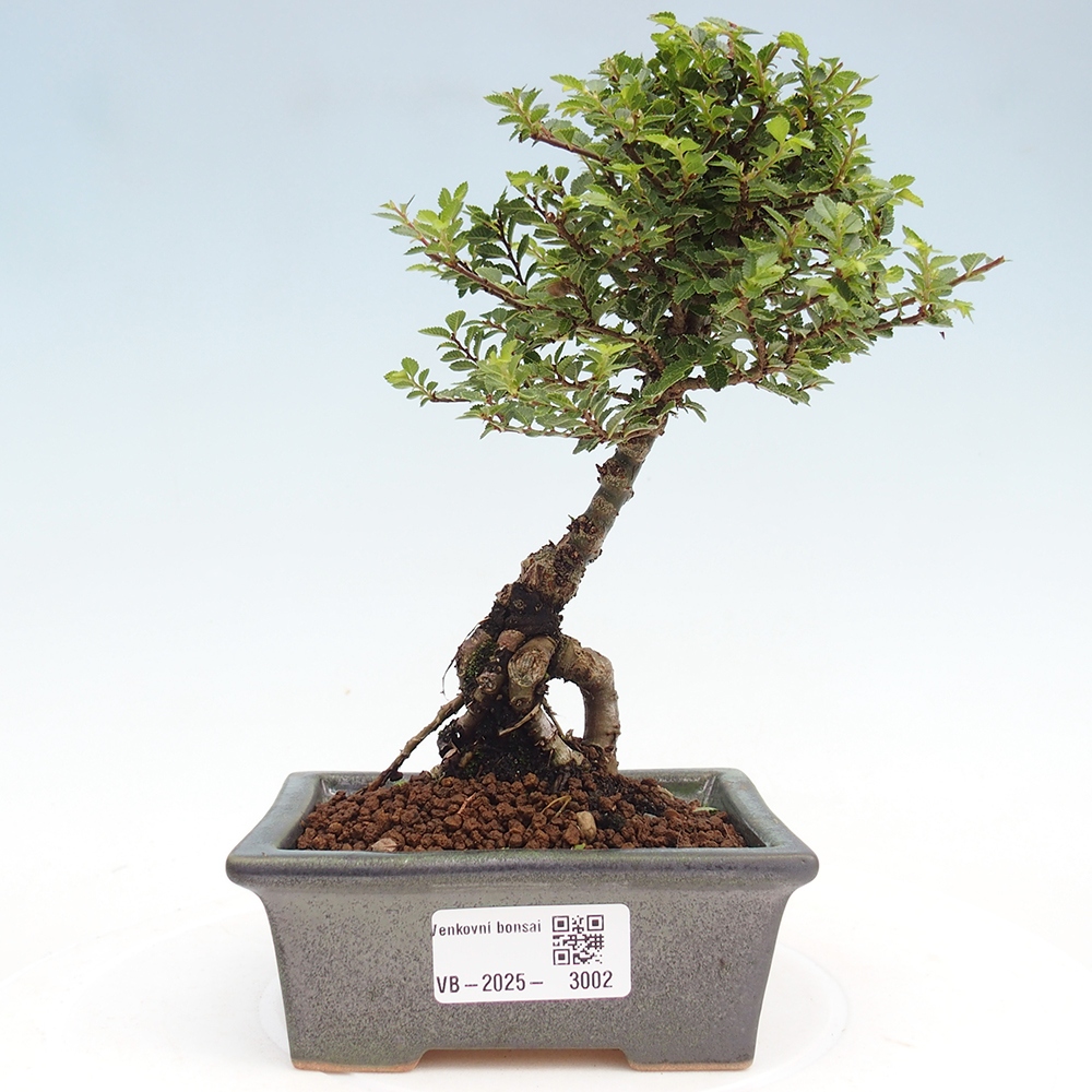 Vonkajší bonsai - Ulmus parvifolia Sagei - Malolistý brest