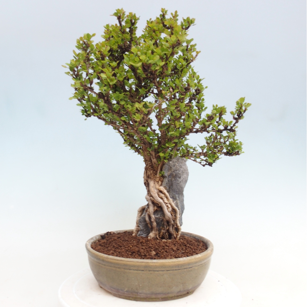 Vonkajšie bonsaje - Berberis coreana