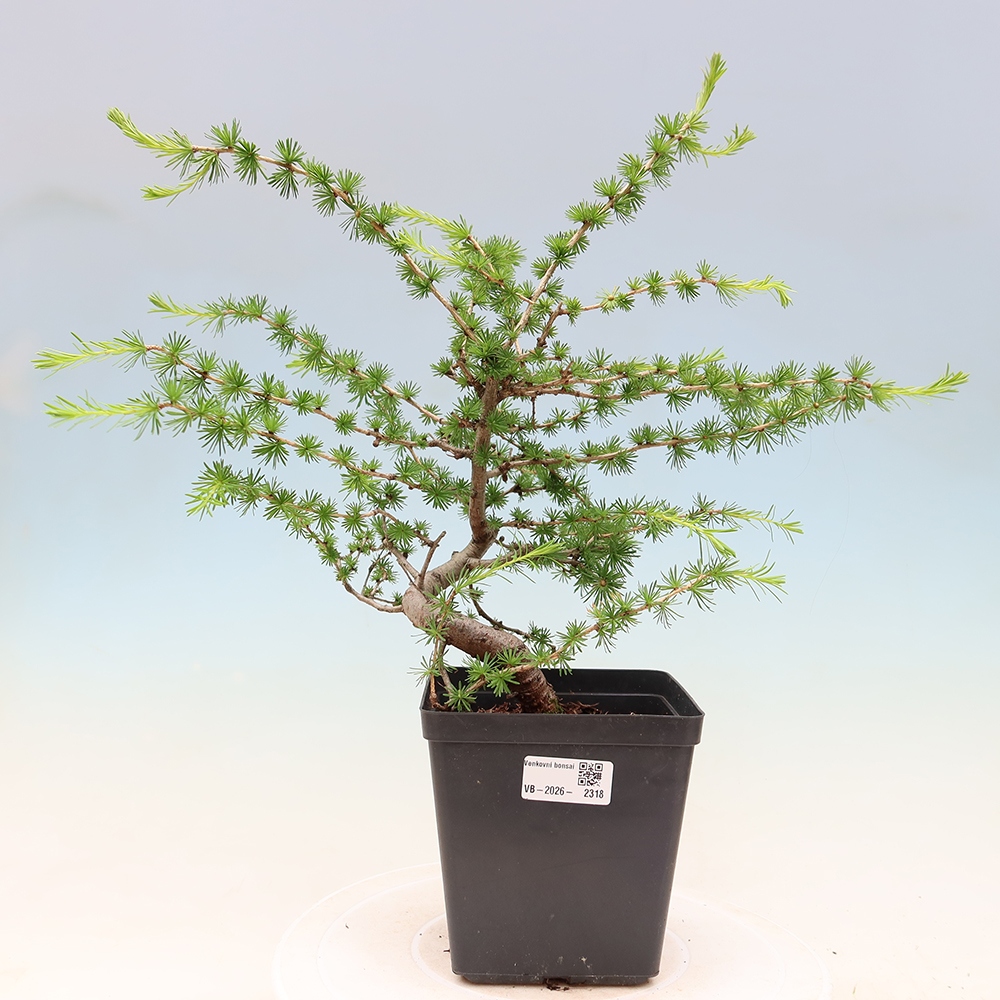 Vonkajšie bonsaje -Larix decidua - Smrekovec