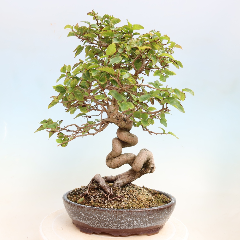 Vonkajšie bonsaje -Carpinus CARPINOIDES - Hrab kórejský