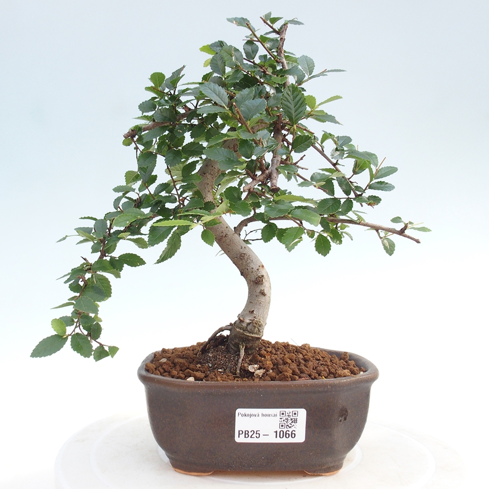 Izbová bonsai-malolistá brest 