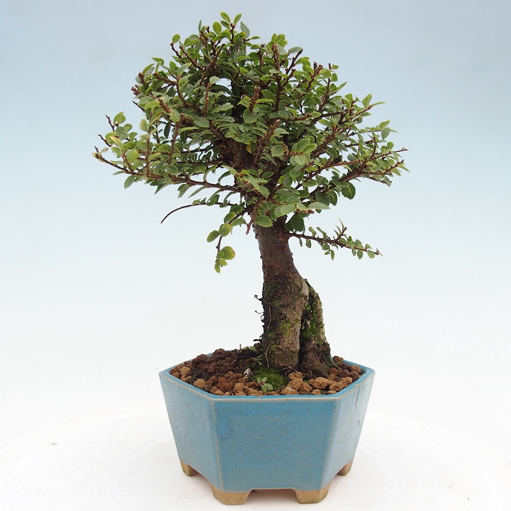 Vonkajší bonsai - Ulmus parvifolia Hokkaido - brest Čínsky