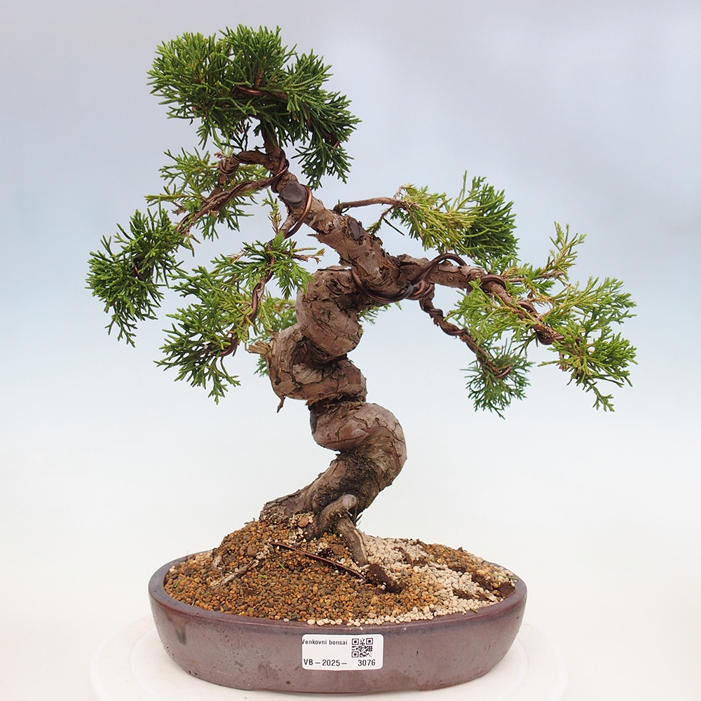 Vonkajší bonsai - Juniperus chinensis Itoigawa -Jalovec čínsky