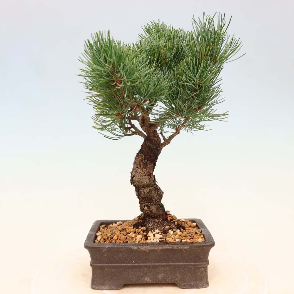Vonkajšie bonsaje - Pinus parviflora - Pinus parviflora
