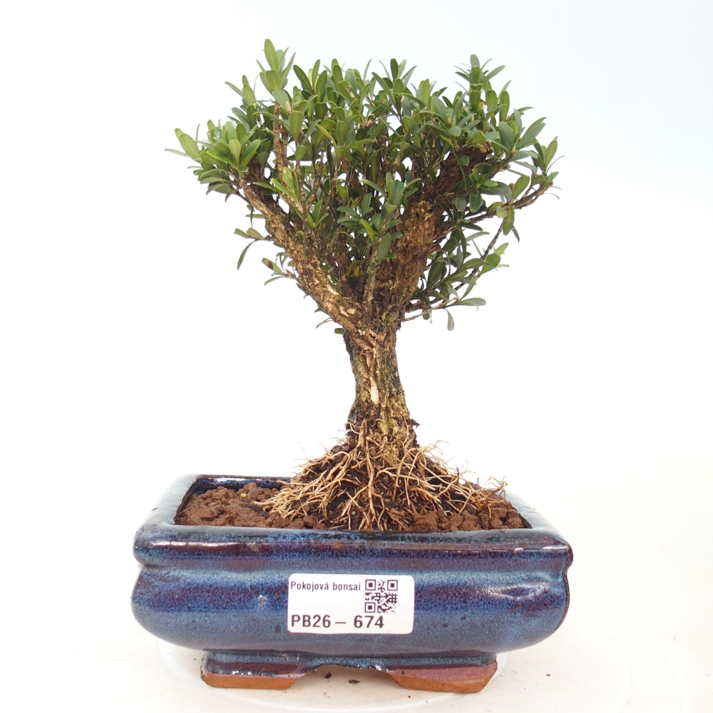 Izbové bonsaje - Buxus harlandii - korkový buxus