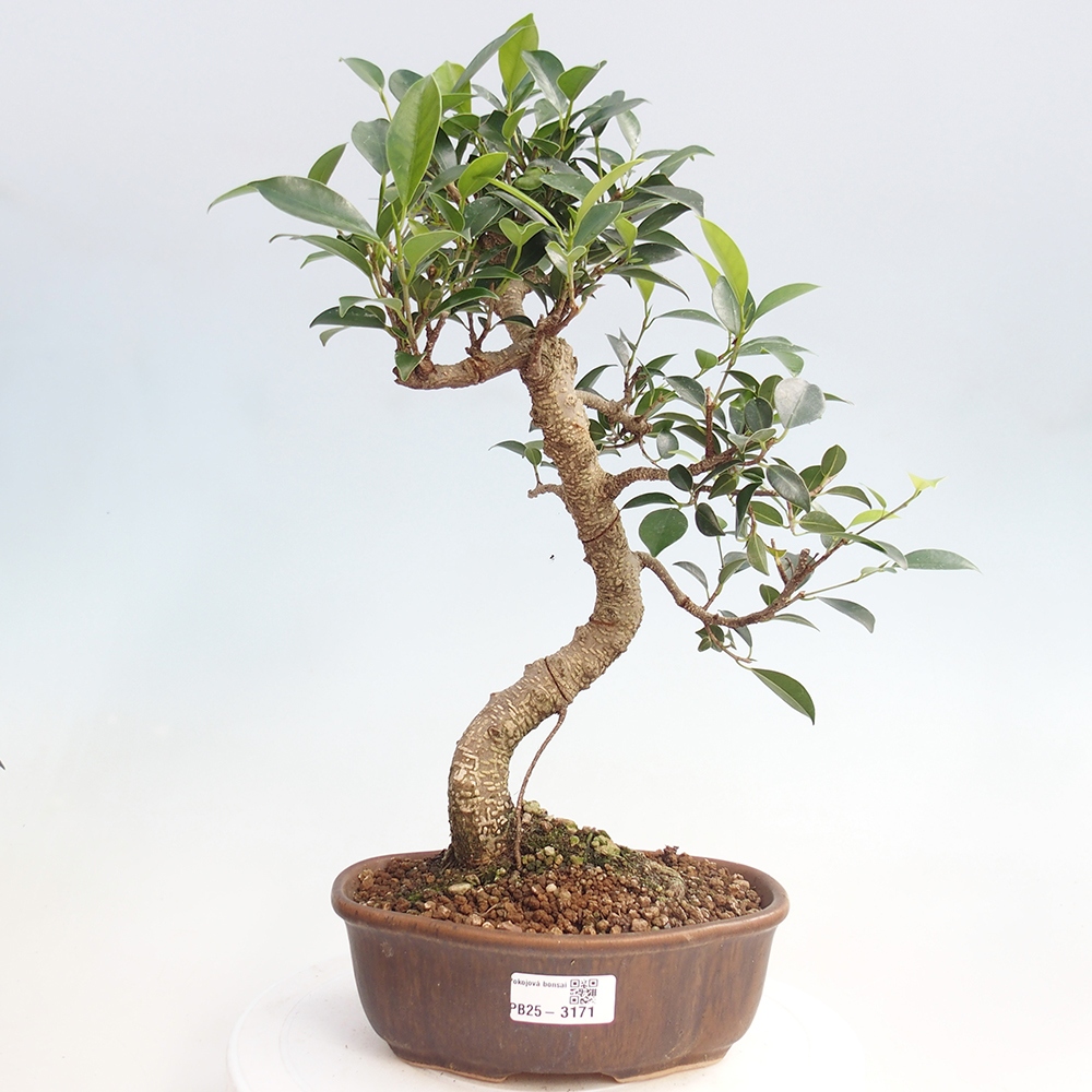Izbová bonsai - Ficus retusa - malolistá fikus