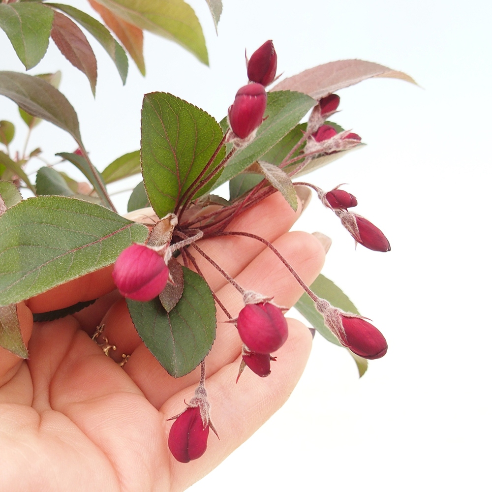 Vonkajší bonsai -Malus domestica - Maloplodá jabloň červenolistá