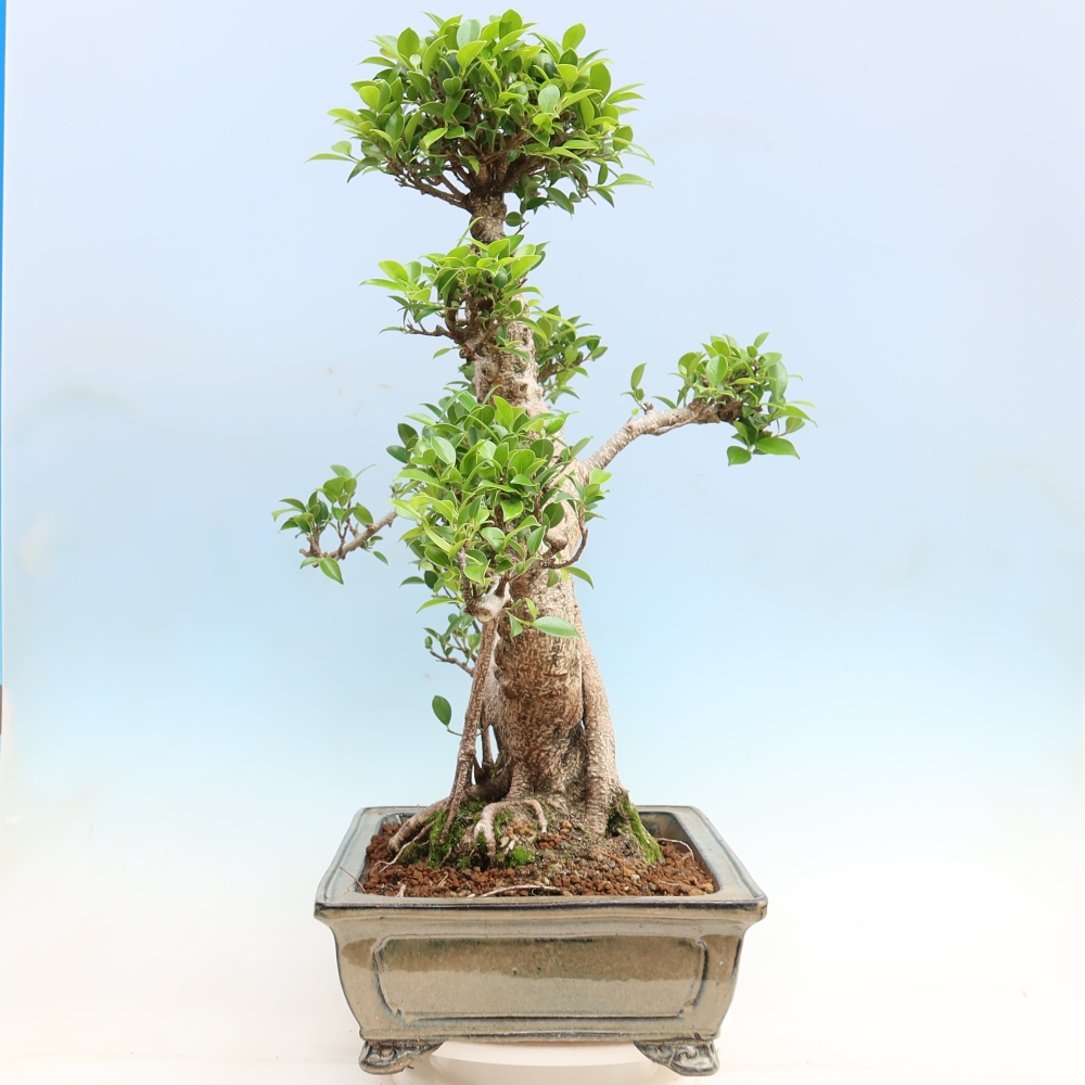 Izbové bonsaje - Ficus kimmen - drobnolistý fikus