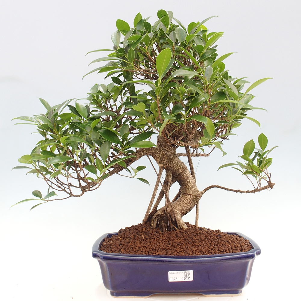 Izbová bonsai - Ficus kimmen - malolistý fikus