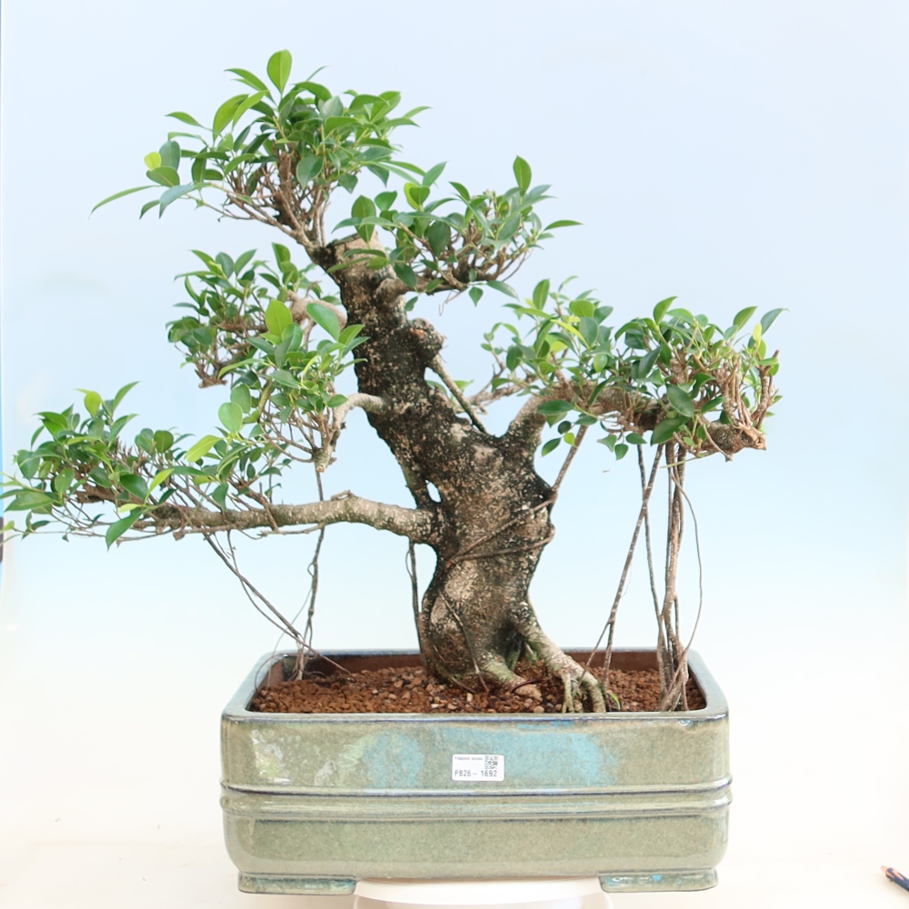 Izbové bonsaje - Ficus kimmen - drobnolistý fikus