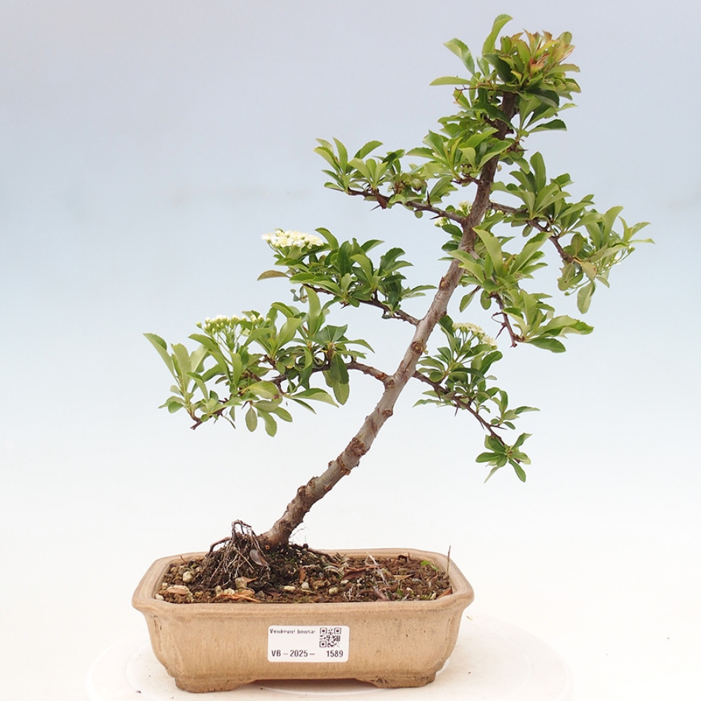 Vonkajšia bonsai-Pyracanta Teton -Hlohyně