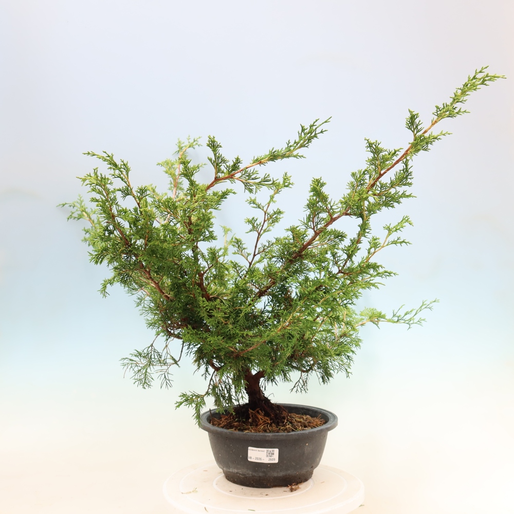 Vonkajší bonsaj - Juniperus chinensis Itoigawa