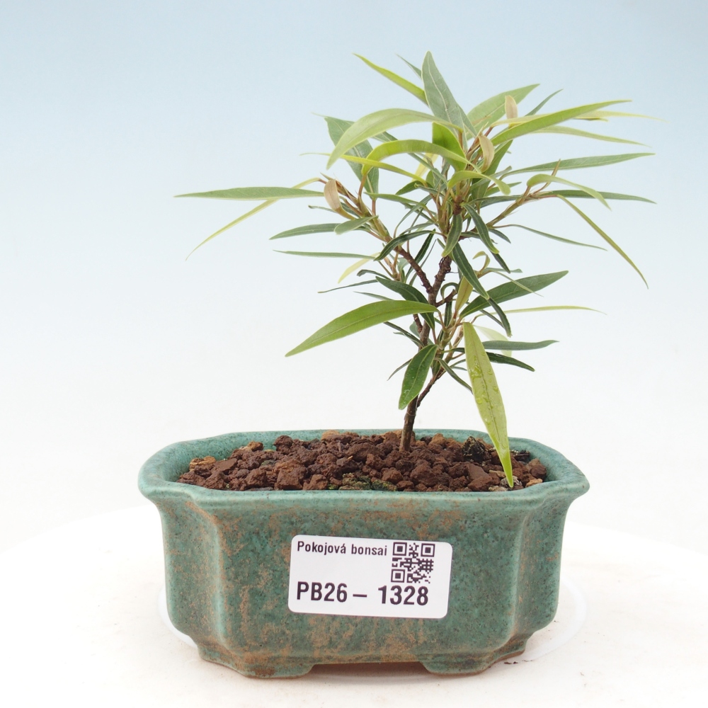 Izbové bonsaje - Ficus nerifolia - fíkus drobnolistý