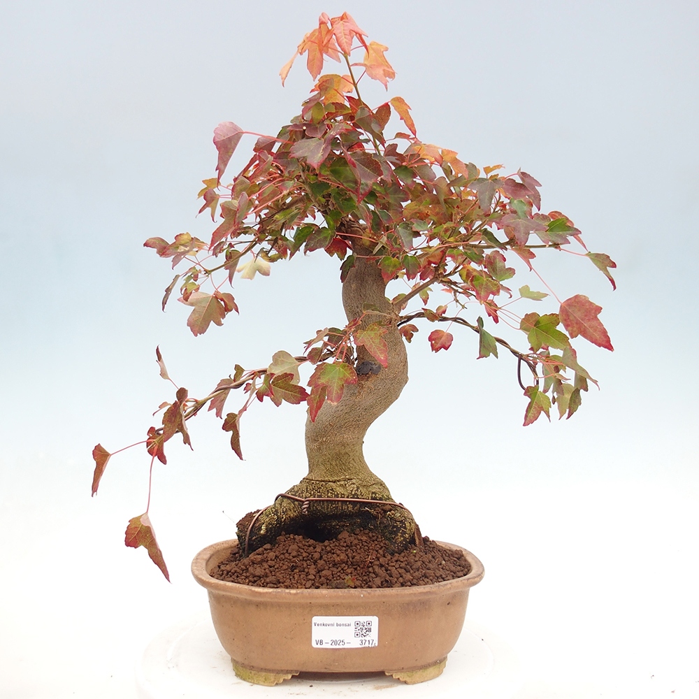 Vonkajšie bonsai - Javor Buergerianum - Javor Burgerův