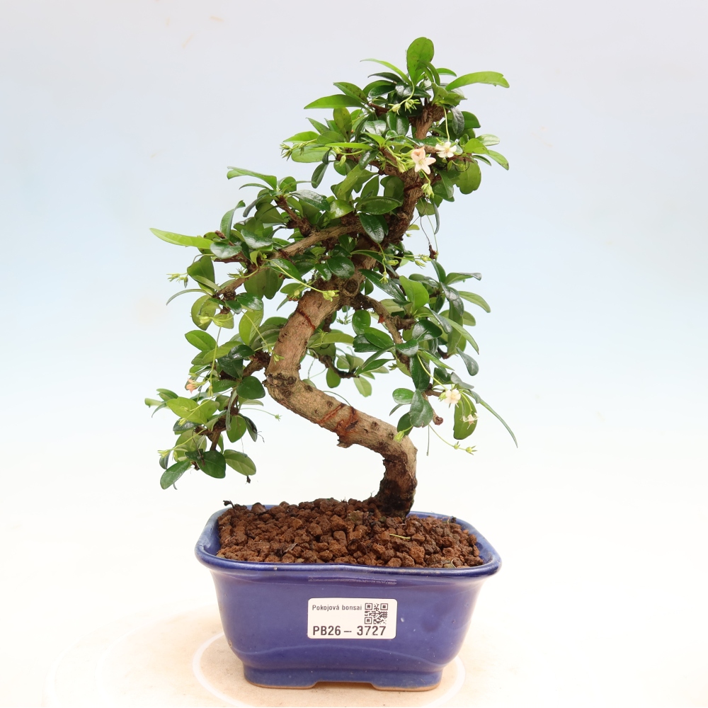Izbové bonsaje - Carmona macrophylla - Tea fuki
