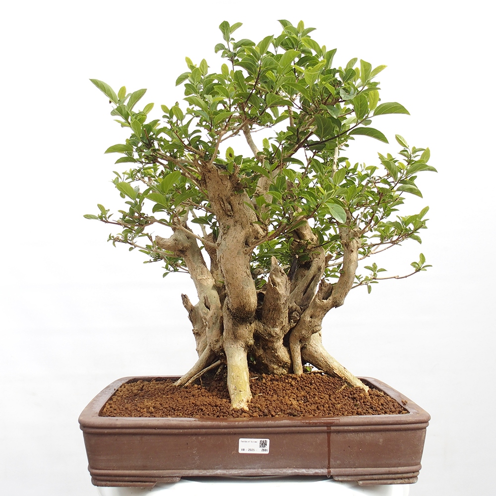 Izbová bonsai - Premna serratifolia - Kozlovoň malolistá