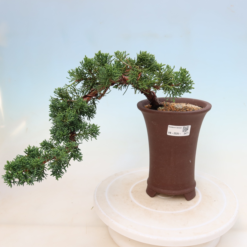 Vonkajší bonsaj - Juniperus chinensis Kishu