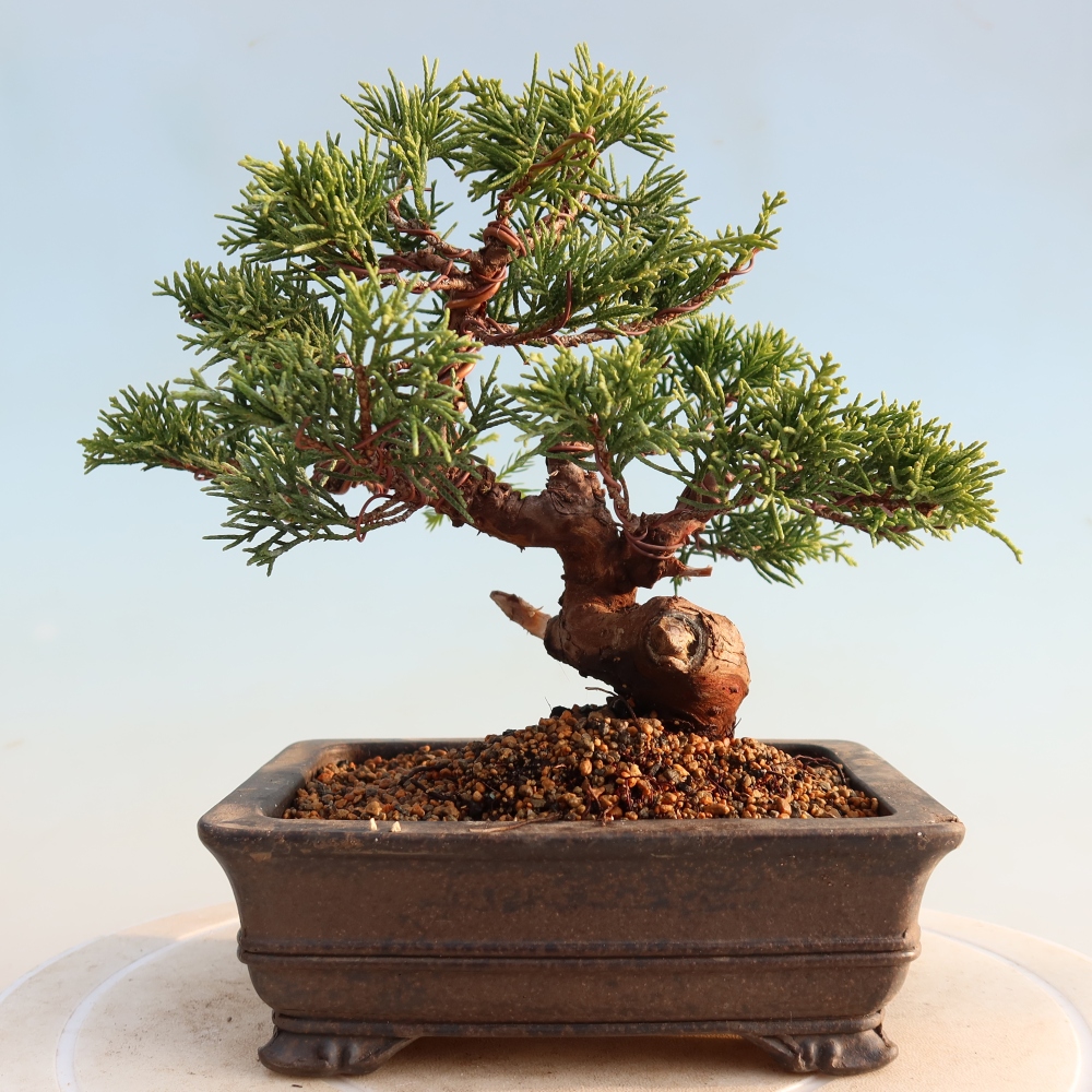 Vonkajší bonsai - Juniperus chinensis Itoigawa -Jalovec čínsky