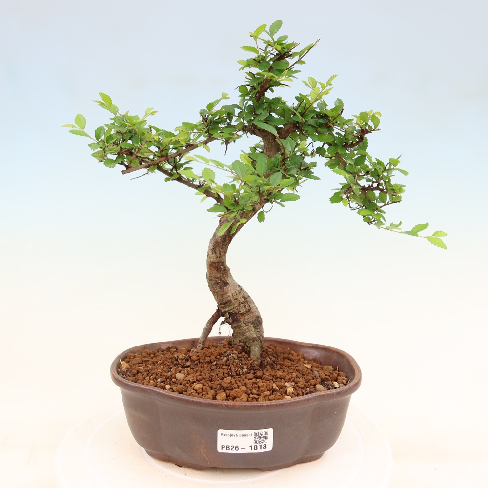Izbový bonsaj - Ulmus parvifolia - brest malolistý