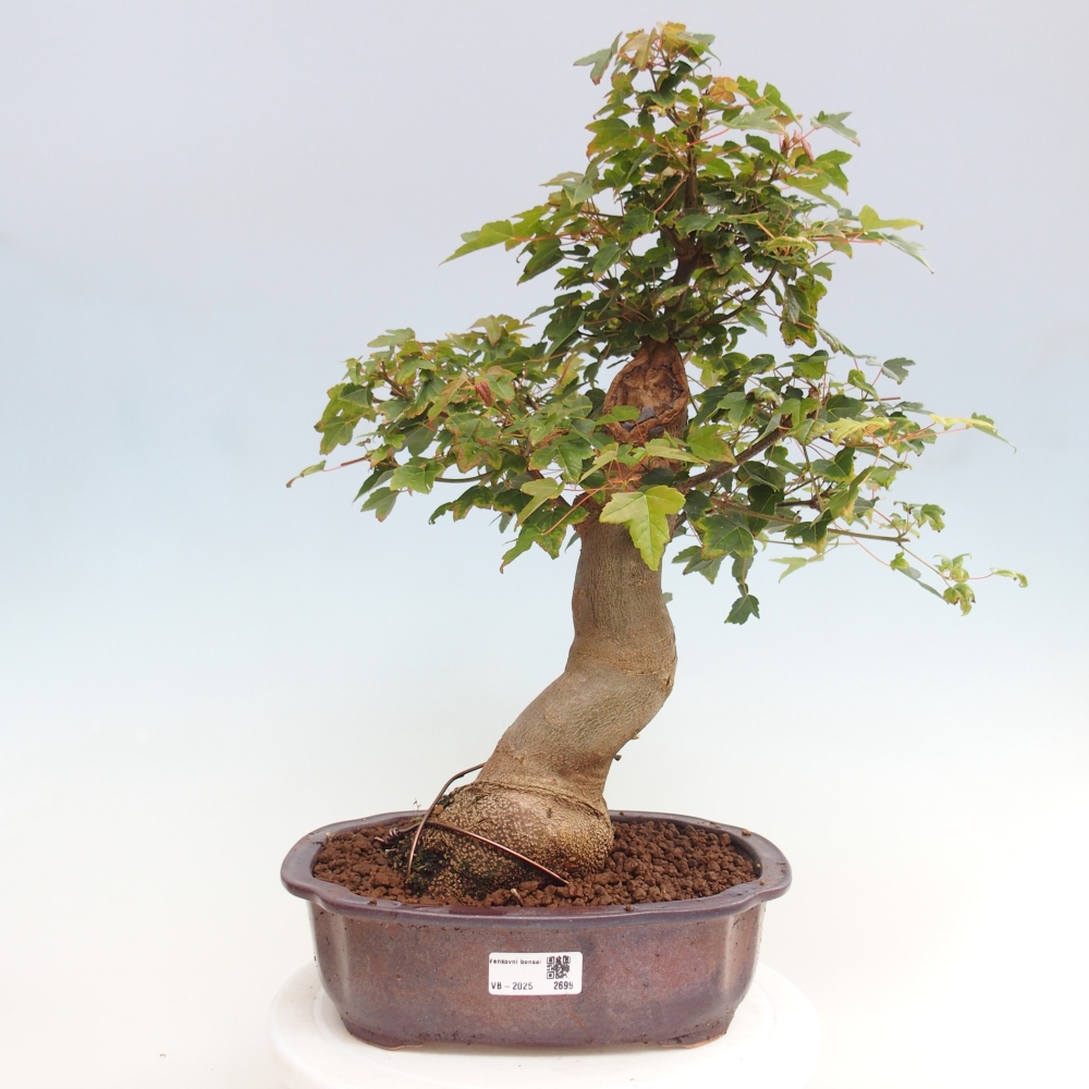 Vonkajšie bonsai - Javor Buergerianum - Javor Burgerův