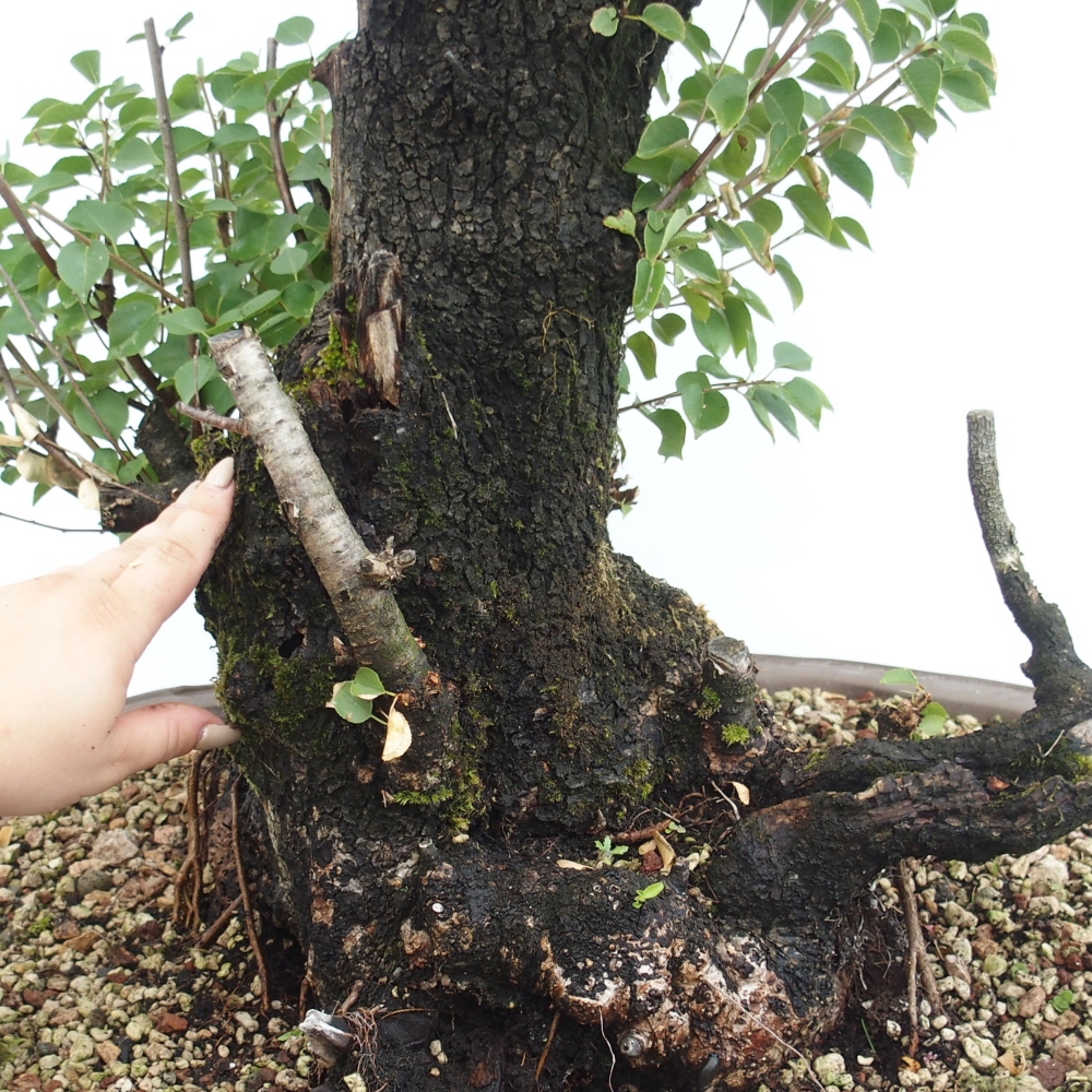 Vonkajšie bonsai - Mahalebka - Prunus mahalieb