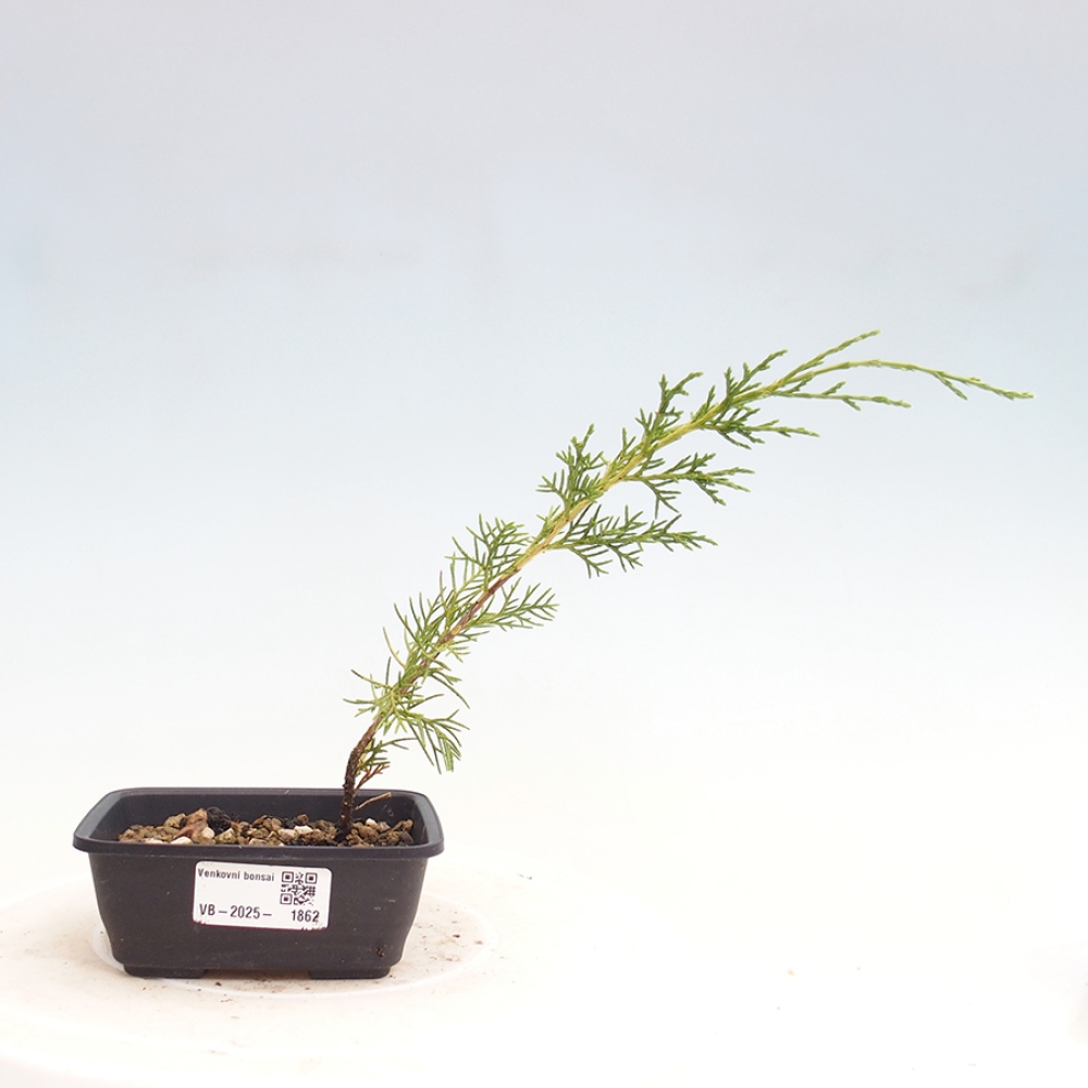 Vonkajší bonsai - Juniperus chinensis Itoigawa -Jalovec čínsky