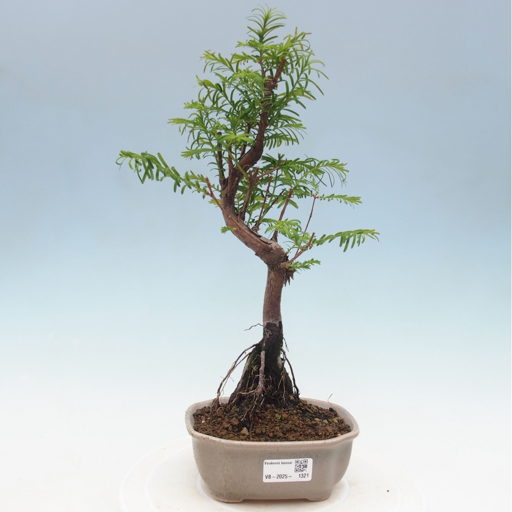 Vonkajšie bonsai - Metasequoia glyptostroboides - Metasekvoja Čínska