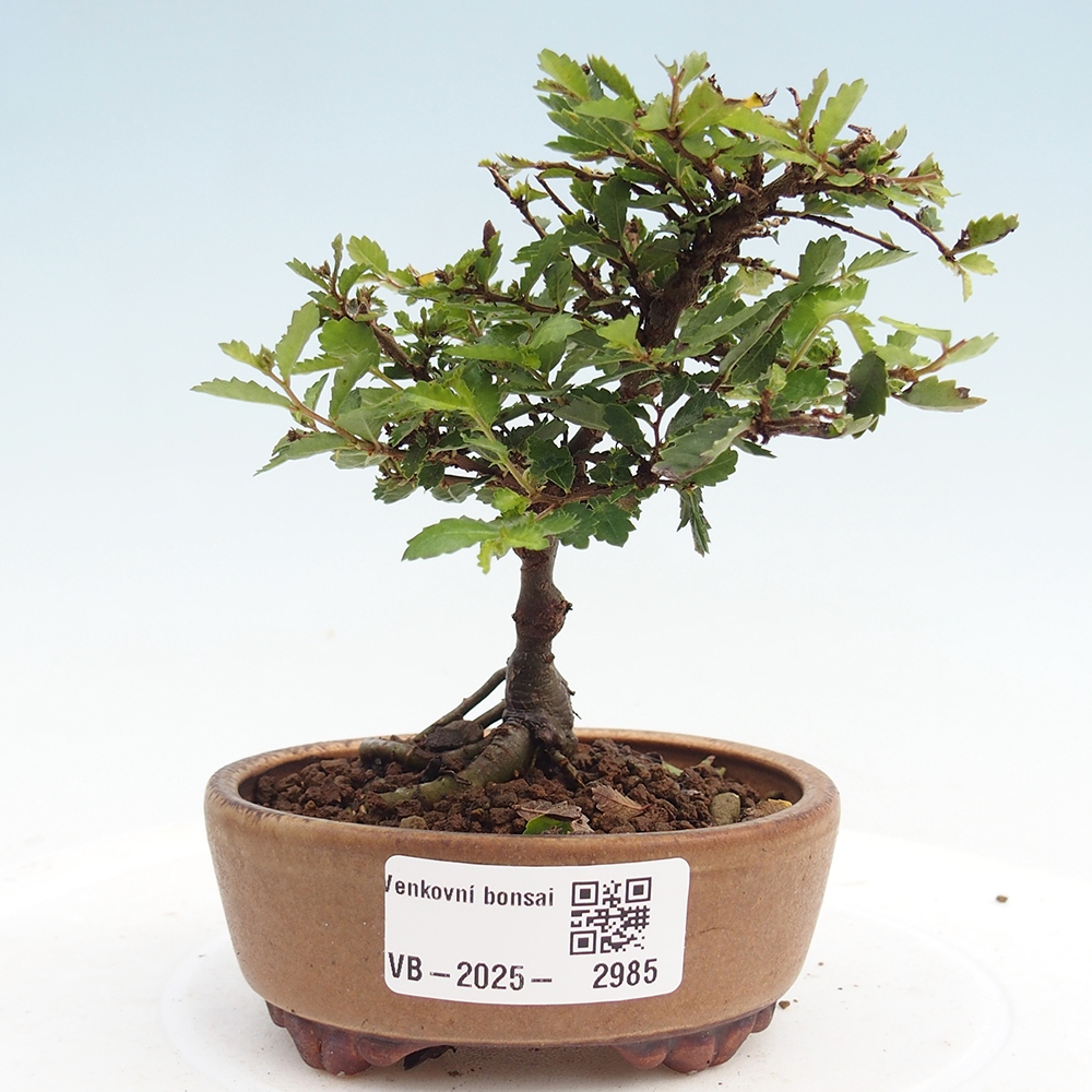Vonkajší bonsai - Ulmus parvifolia Sagei - Malolistý brest