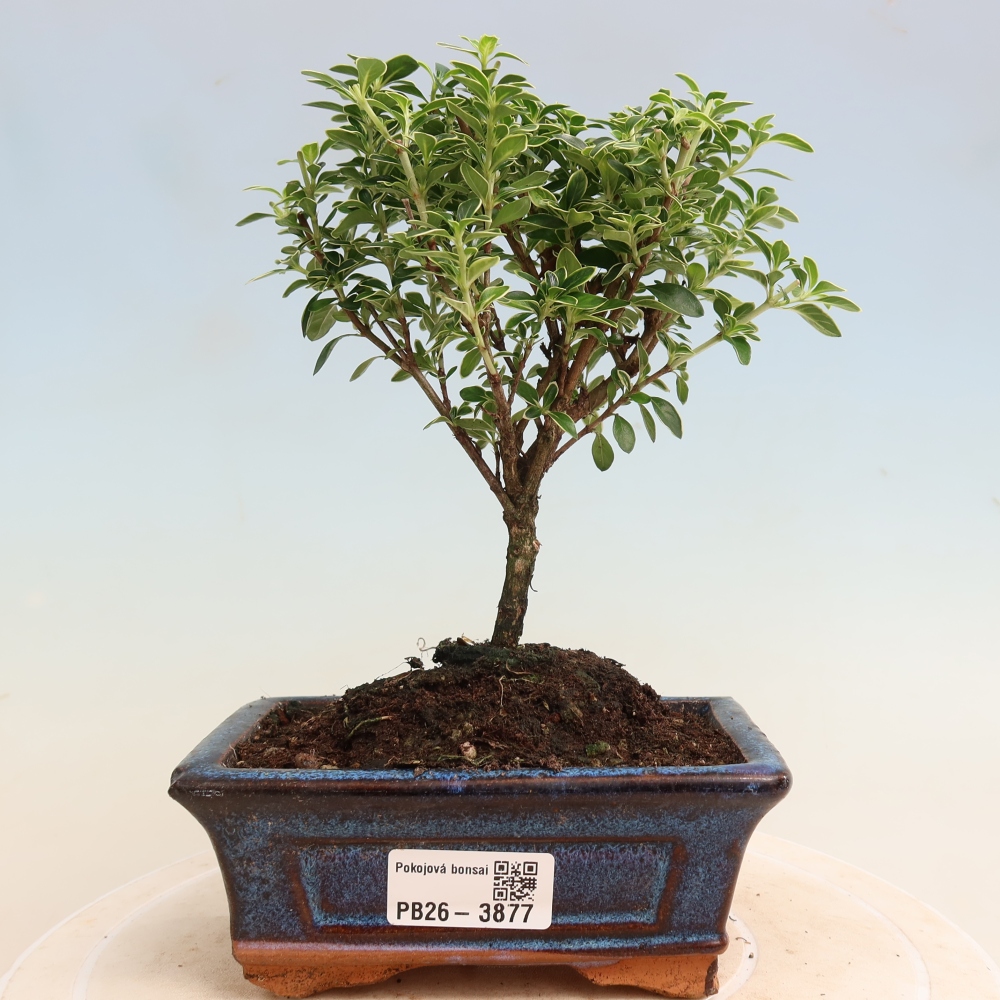 Izba bonsai – Serissa foetida Variegata – Strom tisíc hviezd