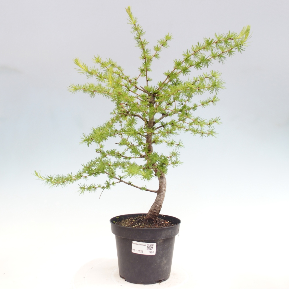 Vonkajšie bonsaje -Larix decidua - Smrekovec