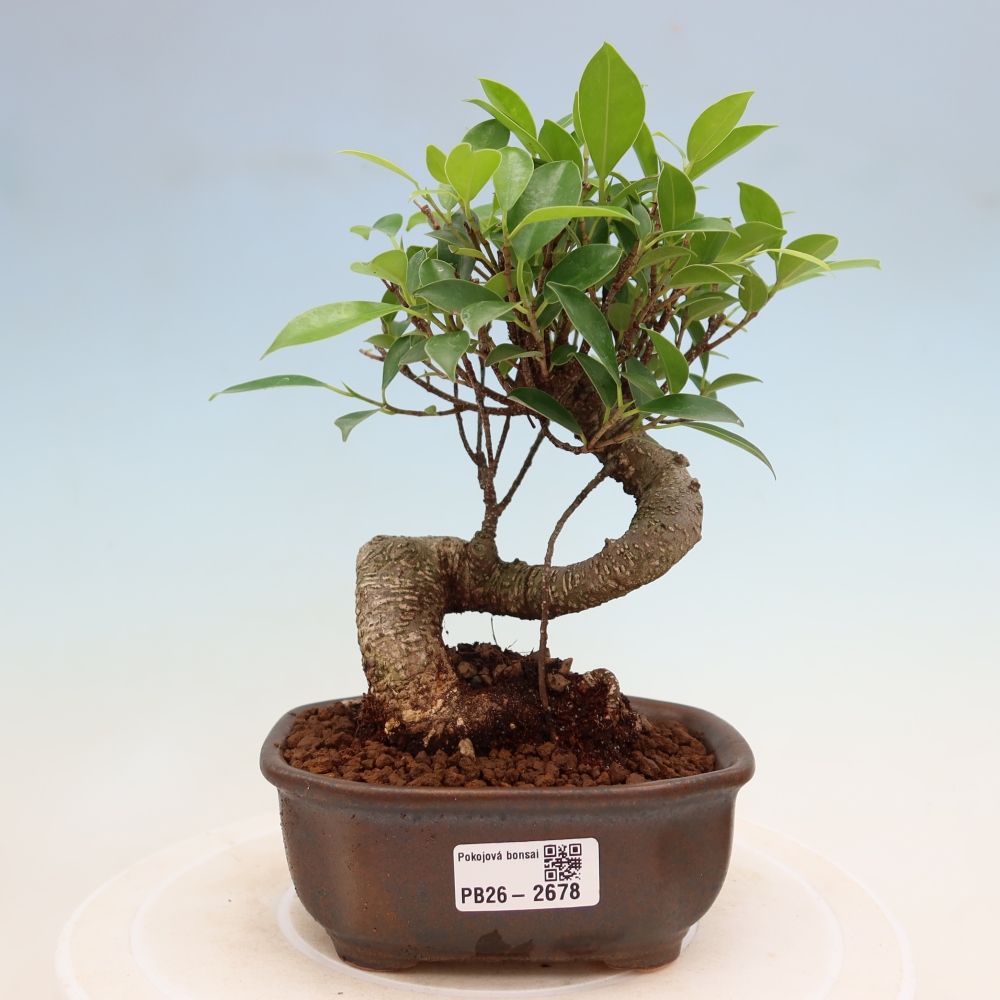 Izbové bonsaje - Ficus kimmen - drobnolistý fikus