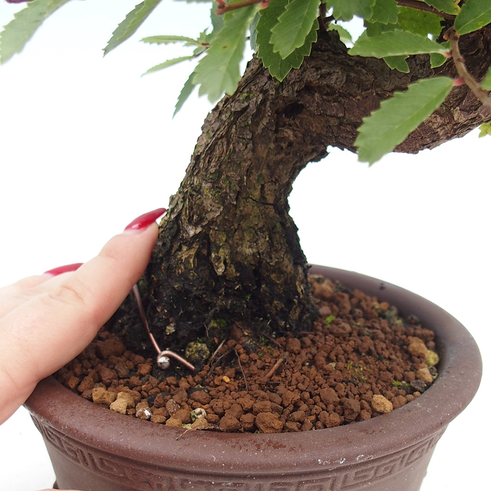 Vonkajšie bonsai - Zelkova - Zelkova serrata
