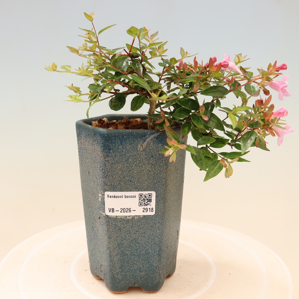 Vonkajší bonsai – Abelia Edward Goucher – Abelia veľkokvetá