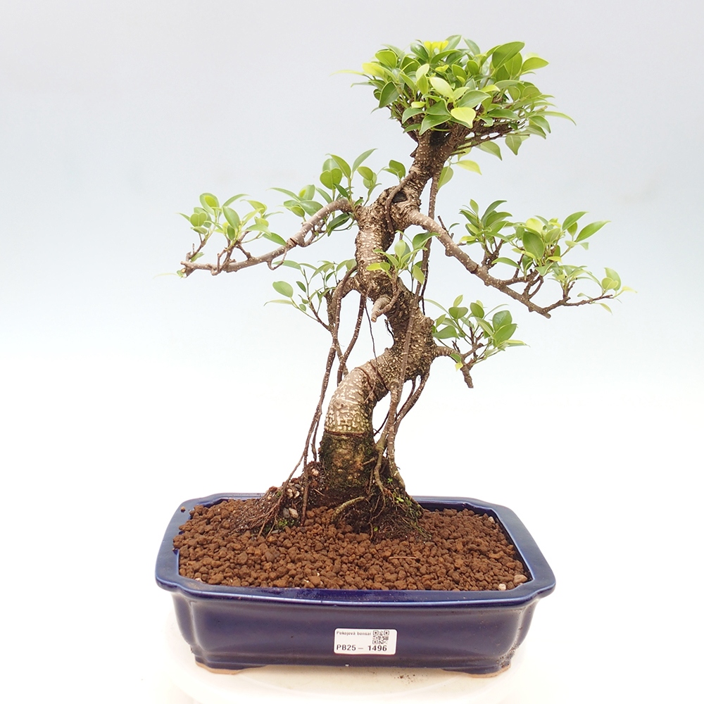 Izbová bonsai - Ficus kimmen - malolistý fikus
