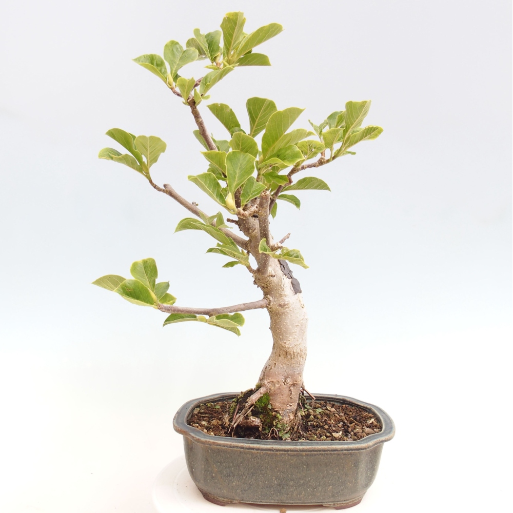 Vonkajší bonsai - Magnolia Black Tulip - Magnólia