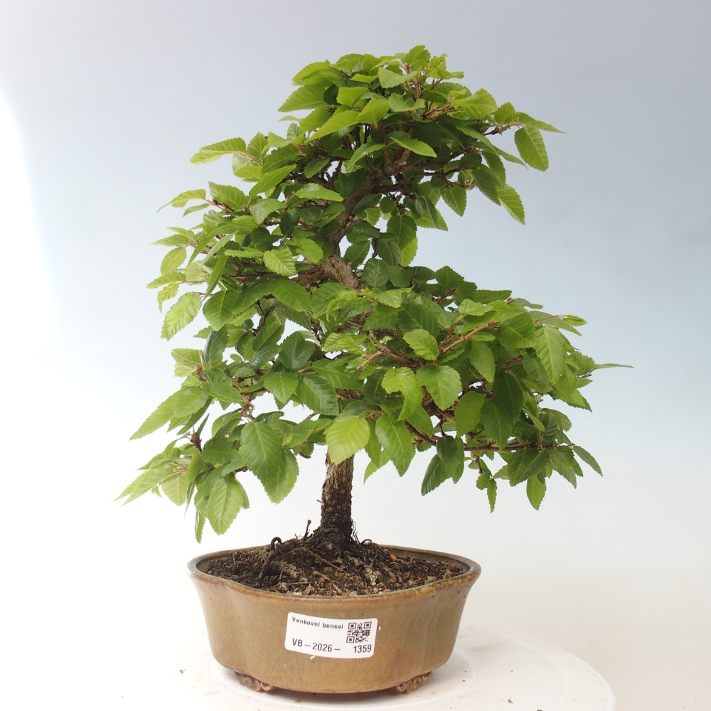 Vonkajšie bonsaje -Carpinus CARPINOIDES - Hrab kórejský