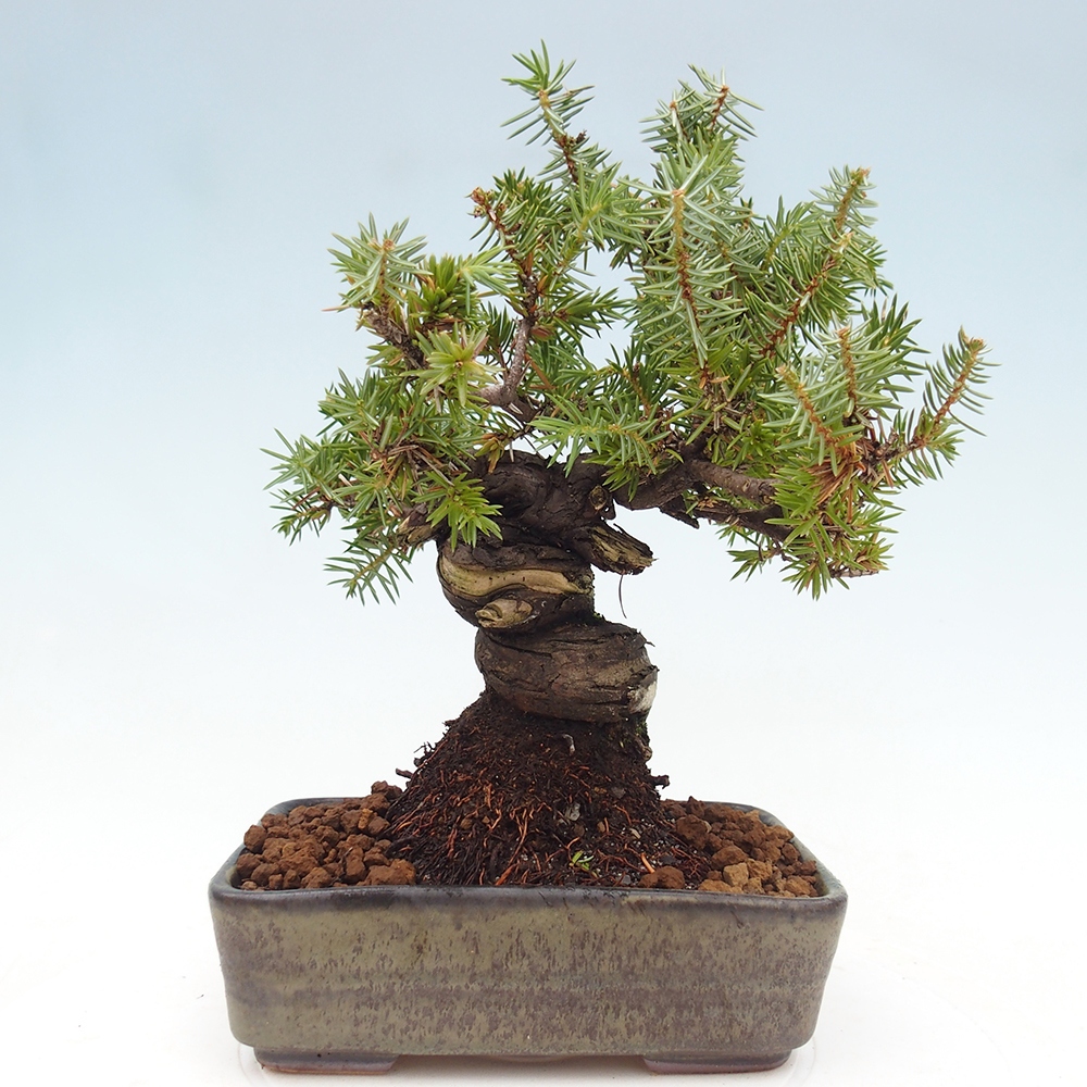 Vonkajšie bonsai - Jalovec Rigid - Juniperus Rigid