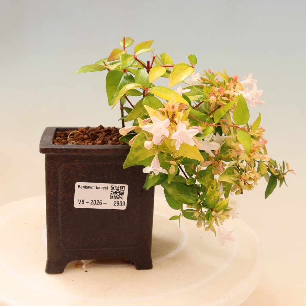 Vonkajší bonsai – Abelia gr. Kleidoscope – Abélie veľkokvetá