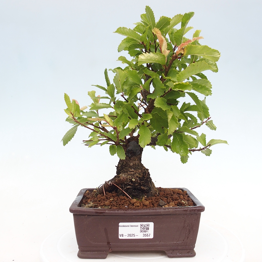 Vonkajšie bonsaje - Zelkova - Zelkova NIRE