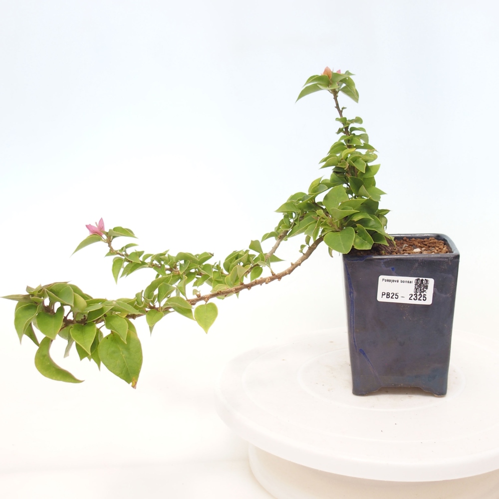 Izbová bonsai - Bouganwilea