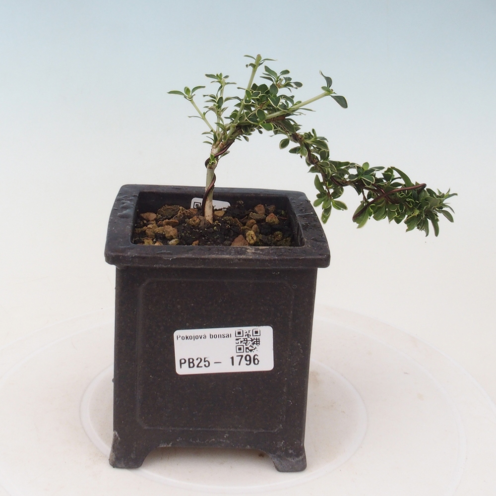 Izbová bonsai - Serissa foetida Variegata - Strom tisíce hviezd