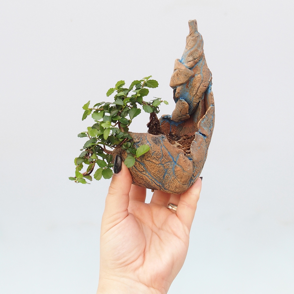 Izbový bonsaj - Grewia sp. - Grewia malafolia